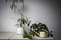 On a cupboard are two green plants and an old fashioned watering can Royalty Free Stock Photo