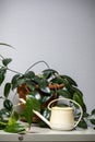 On a cupboard are two green plants and an old fashioned watering can Royalty Free Stock Photo