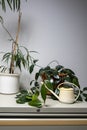 On a cupboard are two green plants and an old fashioned watering can Royalty Free Stock Photo