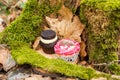 Cupcake cakes in the middle of forest on a moss dark cream with a biscuit and pink black cakes for a wedding ceremony