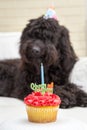Cupcake with candle and black furry dog lying on white chair wearing a birthday party hat in the background Royalty Free Stock Photo