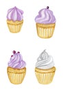 cupcake mafin homemade cakes sweets watercolor by hand insulated on a white background for menu and advertising