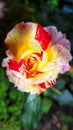 a cupcake rose flower garden light Royalty Free Stock Photo