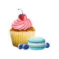 Cupcake with whipped cream and cherry, blue teal macaroons and blueberries watercolor illustration. Delicious dessert