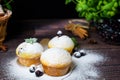Cupcakes with mint and blackcurrant leaves in powdered sugar on a black background, a wooden basket with cupcakes and Royalty Free Stock Photo