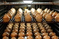 cupcakes in rows viewed from within the oven Royalty Free Stock Photo