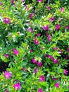 the Cuphea Hyssopifolia heather plant with purple flowers Royalty Free Stock Photo