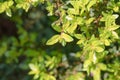 Cuphea hyssopifolia Kunth with sunlight and copy space