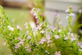 Cuphea hyssopifolia (Light Purple)