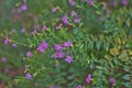 Cuphea hyssopifolia, Mexican Heather, Elfin Herb or False Heather.