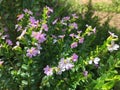 Cuphea Hyssopifolia Plants Blossoming in Winter on Kauai Island, Hawaii.