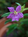 Cuphea hyssopifolia or Taiwan beauty flower
