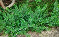 Cuphea hyssopifolia or Taiwanese beauty tree. Easy to grow and easy to care for