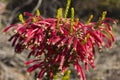 Cuphea Ignea, Cigarette bush, Firecracker plant