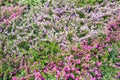 Cuphea plants in an Intratuin store. Royalty Free Stock Photo