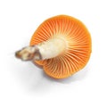 Cuphophyllus pratensis mushroom Royalty Free Stock Photo