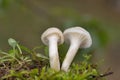 Cuphophyllus virgineus is a species of agaric (gilled mushroom) in the family Hygrophoraceae. Royalty Free Stock Photo