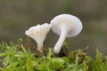 Cuphophyllus virgineus is a species of agaric (gilled mushroom) in the family Hygrophoraceae Royalty Free Stock Photo