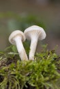 Cuphophyllus virgineus is a species of agaric (gilled mushroom) in the family Hygrophoraceae Royalty Free Stock Photo