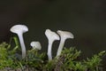 Cuphophyllus virgineus is a species of agaric (gilled mushroom) in the family Hygrophoraceae Royalty Free Stock Photo