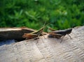 Cuple of grasshoppers on a wooden