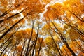 Cupola of orange leaves.