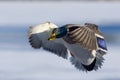 Cupped Drake Mallard Royalty Free Stock Photo