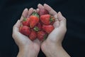 Cupped hands holding fresh strawberries Royalty Free Stock Photo