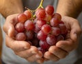 Cupped hands holding red grapes Royalty Free Stock Photo