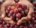 Cupped hands holding red grapes Royalty Free Stock Photo