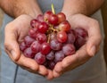 Cupped hands holding red grapes Royalty Free Stock Photo