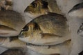 Cupra fish for sale at market Royalty Free Stock Photo