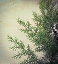 Cupressaceae leaves and rough background