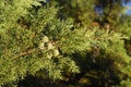 Cupressus arizonica, Allergens Plants