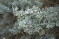 Cupressus arizonica branch close up