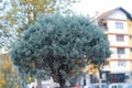 Cupressus arizonica tree
