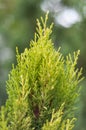 Cupressus macrocarpa