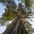 Cupressus macrocarpa Hartweg ex Gordon Monterey cypress bottom view