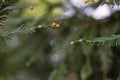 Cupressus macrocarpa or Hesperocyparis macrocarpa, Monterey cypress