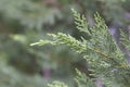 Cupressus macrocarpa or Hesperocyparis macrocarpa, Monterey cypress