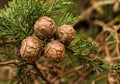 Cupressus Macrocarpa Seed Pods