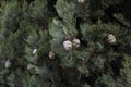 Cupressus sempervirens close up Royalty Free Stock Photo