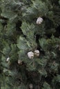 Cupressus sempervirens close up Royalty Free Stock Photo