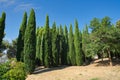 Cupressus sempervirens, the Mediterranean cypress in the park. South Italy. Royalty Free Stock Photo