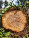 Cross section of spruce or Cupressus sempervirens