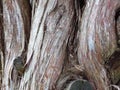 Cupressus tree bark closeup view. Cupressus sempervirens.