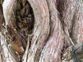 Cupressus tree bark closeup view. Cupressus sempervirens.