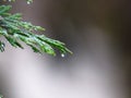 Cupressus tree green leaves closeup view covered with rain drops. Blurred background.