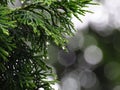 Cupressus tree green leaves closeup view covered with rain drops. Bokeh effect. Royalty Free Stock Photo