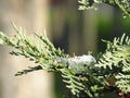 Cupressus tree green leaves closeup view covered with snow. Blurred background. Space for text. Environment protection. Royalty Free Stock Photo